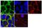 C-C motif chemokine 5 antibody, 710001, Invitrogen Antibodies, Immunofluorescence image 