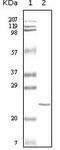 Troponin I, cardiac muscle antibody, AM06110SU-N, Origene, Western Blot image 