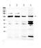 Nck-associated protein 1 antibody, A09238-1, Boster Biological Technology, Western Blot image 