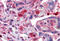 GDP Dissociation Inhibitor 2 antibody, MBS242757, MyBioSource, Immunohistochemistry frozen image 