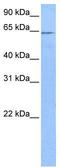 Family With Sequence Similarity 71 Member A antibody, TA337828, Origene, Western Blot image 