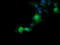 ETS Transcription Factor ERG antibody, LS-C174670, Lifespan Biosciences, Immunofluorescence image 