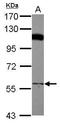 Prenylcysteine Oxidase 1 antibody, GTX119652, GeneTex, Western Blot image 