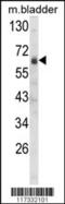 SLG antibody, 58-424, ProSci, Western Blot image 