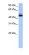 Family With Sequence Similarity 71 Member B antibody, orb325751, Biorbyt, Western Blot image 