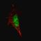 SRY-Box 2 antibody, LS-C96467, Lifespan Biosciences, Immunofluorescence image 