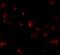 Homeobox protein Nkx-2.8 antibody, NBP2-81760, Novus Biologicals, Immunofluorescence image 