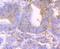 Bone Marrow Stromal Cell Antigen 2 antibody, A00934-2, Boster Biological Technology, Immunohistochemistry frozen image 