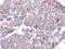 Spectrin Beta, Non-Erythrocytic 2 antibody, GTX35091, GeneTex, Immunohistochemistry paraffin image 