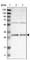 BCL10 Immune Signaling Adaptor antibody, HPA017925, Atlas Antibodies, Western Blot image 