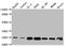 Glutathione S-Transferase Pi 1 antibody, CSB-RA178104A0HU, Cusabio, Western Blot image 
