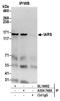 IARS antibody, A304-748A, Bethyl Labs, Immunoprecipitation image 