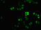 H12 antibody, LS-C676861, Lifespan Biosciences, Immunofluorescence image 