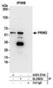 DNA Primase Subunit 2 antibody, A305-274A, Bethyl Labs, Immunoprecipitation image 