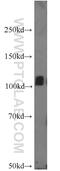 Inositol-Trisphosphate 3-Kinase B antibody, 12816-1-AP, Proteintech Group, Western Blot image 