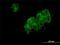 Aspartyl Aminopeptidase antibody, H00023549-M01, Novus Biologicals, Immunofluorescence image 