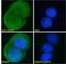 Platelet Derived Growth Factor Subunit B antibody, LS-B4182, Lifespan Biosciences, Immunofluorescence image 