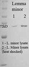 HSP70 antibody, orb67322, Biorbyt, Western Blot image 
