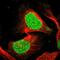 Eukaryotic initiation factor 4A-III antibody, HPA021878, Atlas Antibodies, Immunofluorescence image 