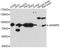 Janus Kinase And Microtubule Interacting Protein 2 antibody, A14387, ABclonal Technology, Western Blot image 