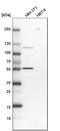 Aspartyl-tRNA synthetase, cytoplasmic antibody, HPA029805, Atlas Antibodies, Western Blot image 