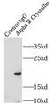 HspB5 antibody, FNab00325, FineTest, Immunoprecipitation image 