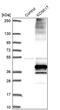 Potassium channel subfamily K member 17 antibody, PA5-60543, Invitrogen Antibodies, Western Blot image 