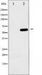 AMPK antibody, TA326020, Origene, Western Blot image 