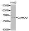 Calcium/Calmodulin Dependent Protein Kinase Kinase 2 antibody, STJ111941, St John