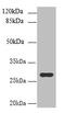 UTP23 Small Subunit Processome Component antibody, CSB-PA874796LA01HU, Cusabio, Western Blot image 