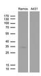 Dual adapter for phosphotyrosine and 3-phosphotyrosine and 3-phosphoinositide antibody, LS-C795324, Lifespan Biosciences, Western Blot image 