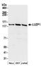 Leucine Zipper Protein 1 antibody, A304-634A, Bethyl Labs, Western Blot image 