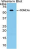 Mucin 1, Cell Surface Associated antibody, LS-C295433, Lifespan Biosciences, Western Blot image 