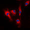 Calmodulin antibody, LS-C351892, Lifespan Biosciences, Immunofluorescence image 