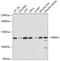 Serine And Arginine Repetitive Matrix 1 antibody, A07296, Boster Biological Technology, Western Blot image 