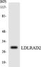 Low Density Lipoprotein Receptor Class A Domain Containing 2 antibody, LS-C292131, Lifespan Biosciences, Western Blot image 
