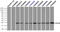 HspB5 antibody, TA500582, Origene, Immunoprecipitation image 