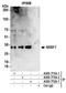 Serine/arginine-rich splicing factor 7 antibody, A303-773A, Bethyl Labs, Immunoprecipitation image 