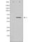 Zinc Finger And SCAN Domain Containing 26 antibody, orb225858, Biorbyt, Western Blot image 