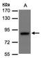 DISC1 Scaffold Protein antibody, LS-C109397, Lifespan Biosciences, Western Blot image 