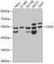 CD55 Molecule (Cromer Blood Group) antibody, A00910-2, Boster Biological Technology, Western Blot image 