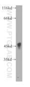 Isobutyryl-CoA dehydrogenase, mitochondrial antibody, 16742-1-AP, Proteintech Group, Western Blot image 