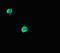 Abhydrolase Domain Containing 5 antibody, LS-C677036, Lifespan Biosciences, Immunofluorescence image 