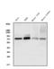WEE1 G2 Checkpoint Kinase antibody, A01319-2, Boster Biological Technology, Western Blot image 