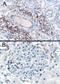 SH3 Domain Binding Protein 1 antibody, PA1-31008, Invitrogen Antibodies, Immunohistochemistry paraffin image 