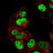 Pw1 antibody, NBP2-47624, Novus Biologicals, Immunocytochemistry image 