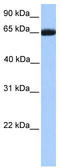 Retinoid X Receptor Beta antibody, TA345349, Origene, Western Blot image 