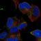 Myosin-XVI antibody, HPA071948, Atlas Antibodies, Immunofluorescence image 