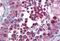 Calnexin antibody, GTX88369, GeneTex, Immunohistochemistry paraffin image 