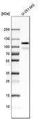 Protein Tyrosine Phosphatase Non-Receptor Type 12 antibody, HPA007097, Atlas Antibodies, Western Blot image 